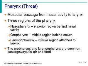Pharynx Throat Muscular passage from nasal cavity to