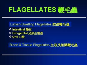 FLAGELLATES LumenDwelling Flagellates Intestinal Urogenital Oral Blood Tissue