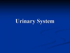 Urinary System Quick Review Tell your neighbor your