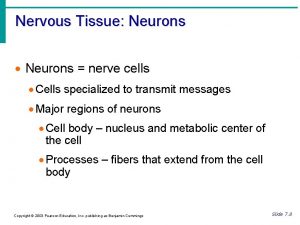 Nervous Tissue Neurons nerve cells Cells specialized to