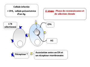 Cellule infecte CPA cellule prsentatrice dun Ag LT