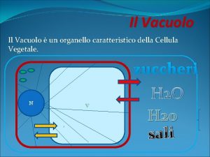 Il Vacuolo un organello caratteristico della Cellula Vegetale