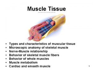 Muscle Tissue Types and characteristics of muscular tissue