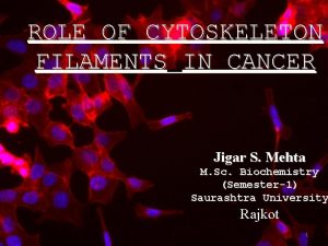 ROLE OF CYTOSKELETON FILAMENTS IN CANCER Jigar S