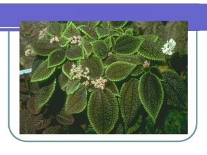 HMP Shunt Hexose Mono Phosphate Shunt Pentose Phosphate HMP Shunt Hexose Mono Phosphate Shunt Pentose Phosphate