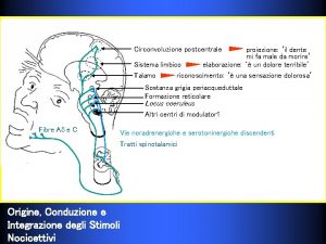 Circonvoluzione postcentrale Sistema limbico Talamo proiezione il dente