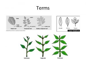 Terms Acacia Golden Wattle Acacia pycnantha Description Phyllodes