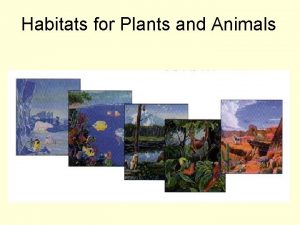 Habitats for Plants and Animals What is an