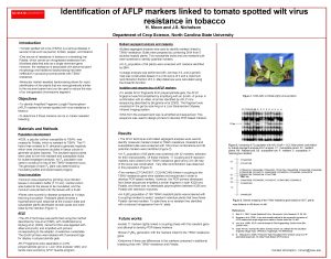 NC STATE UNIVERSITY Identification of AFLP markers linked