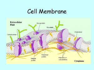 Cell Membrane Maintaining Balance Cells need to maintain