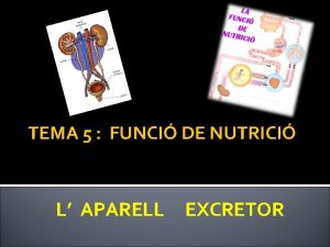 TEMA 5 FUNCI DE NUTRICI L APARELL EXCRETOR