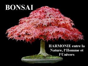 BONSAI HARMONIE entre la Nature lHomme et lUnivers