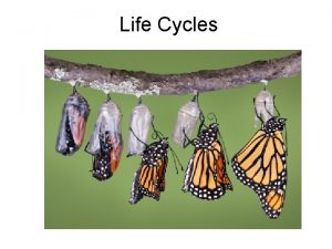 Life Cycles Metamorphosis Process in which some animals