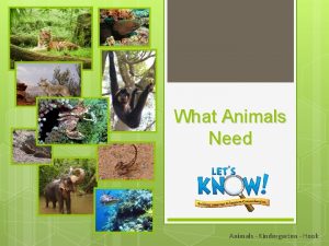 What Animals Need Animals Kindergarten Hook Animals need