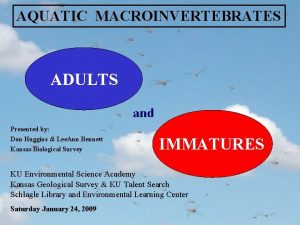 AQUATIC MACROINVERTEBRATES ADULTS and Presented by Don Huggins