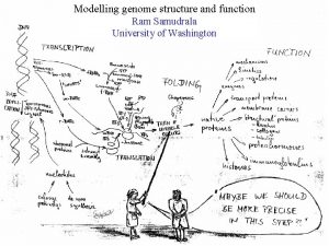 Modelling genome structure and function Ram Samudrala University