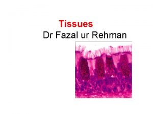 Tissues Dr Fazal ur Rehman Tissues Definition a