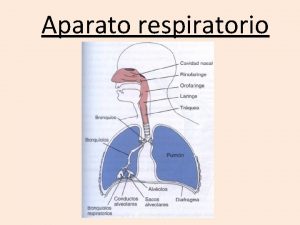 Aparato respiratorio FUNCIONES conduccin del aire filtracin del