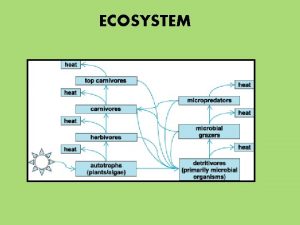 ECOSYSTEM WHAT IS AN ECOSYSTEM An ecosystem is