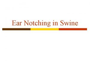 Ear Notching in Swine Reasons for ear notching