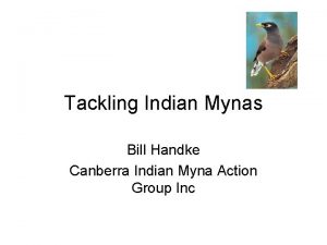 Tackling Indian Mynas Bill Handke Canberra Indian Myna