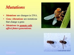 Mutations Mutations are changes in DNA Gene Alterations