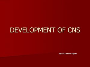 DEVELOPMENT OF CNS By Dr Samina Anjum NERVOUS