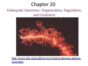 Chapter 20 Eukaryotic Genomes Organization Regulation and Evolution