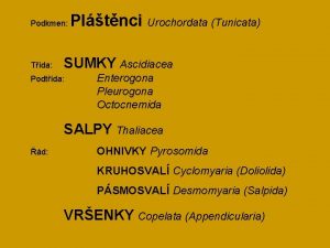 Podkmen Tda Pltnci Urochordata Tunicata SUMKY Ascidiacea Podtda