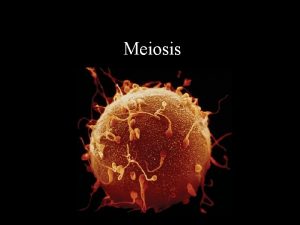 Meiosis Meiosis A process similar to mitosis except