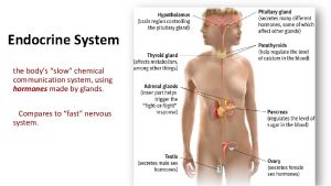 Endocrine System the bodys slow chemical communication system