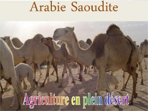 Arabie Saoudite Diaporama PPS ralis pour http www
