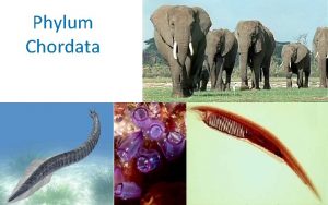 Phylum Chordata 1 Chordates Characterized by a notochord