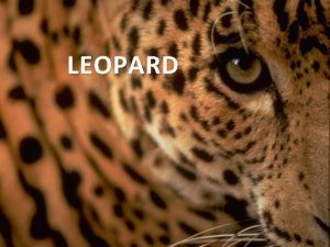 LEOPARD LEOPARD ivotinja je iz porodice maaka Leopardi