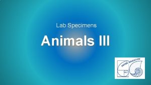 Lab Specimens Animals III Molluscs These video clips