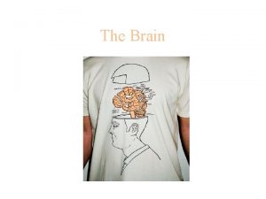The Brain The Brain Wernickes Area left temporal