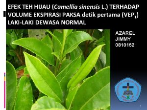 EFEK TEH HIJAU Camellia sinensis L TERHADAP VOLUME