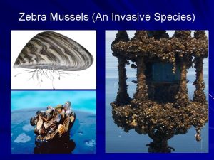 Zebra Mussels An Invasive Species Lamarck Review Important