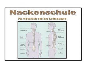 Die Wirbelsule und ihre Krmmungen Aufbau eines Wirbelkrpers