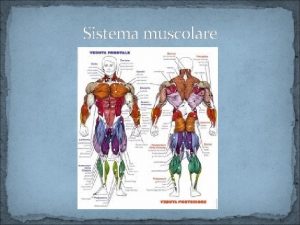 Sistema muscolare Funzioni del sistema muscolare plastica Produzione