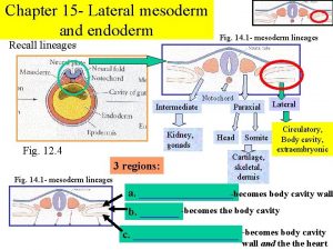 Chapter 15 Lateral mesoderm and endoderm Recall lineages