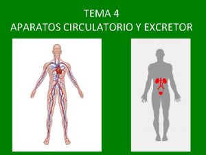 TEMA 4 APARATOS CIRCULATORIO Y EXCRETOR TEMA IV