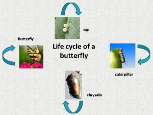 egg Butterfly Life cycle of a butterfly caterpillar