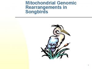 Mitochondrial Genomic Rearrangements in Songbirds 1 Introduction n