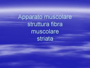 Apparato muscolare struttura fibra muscolare striata i muscoli