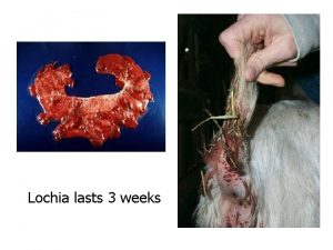 Lochia lasts 3 weeks Prolapses Prolapsed uterus veterinarian