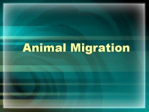 Animal Migration What is Migration Migration is the