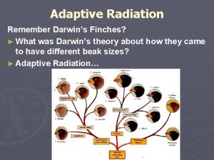 Adaptive Radiation Remember Darwins Finches What was Darwins