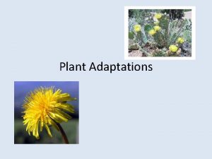 Plant Adaptations What do plants need Light Water