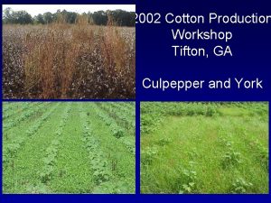 2002 Cotton Production Workshop Tifton GA Culpepper and